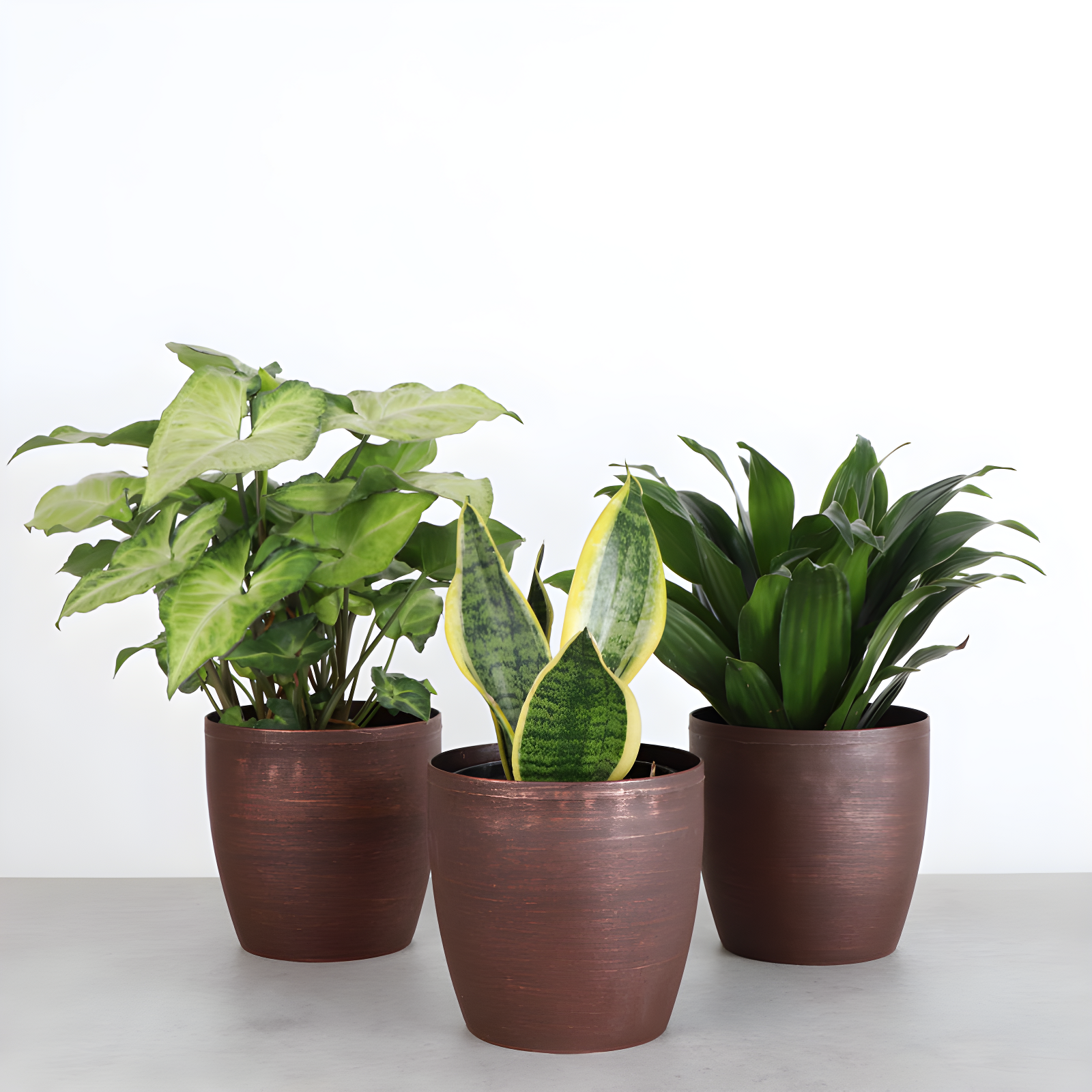 Indoor Low Light Houseplant Set with Plastic Pots