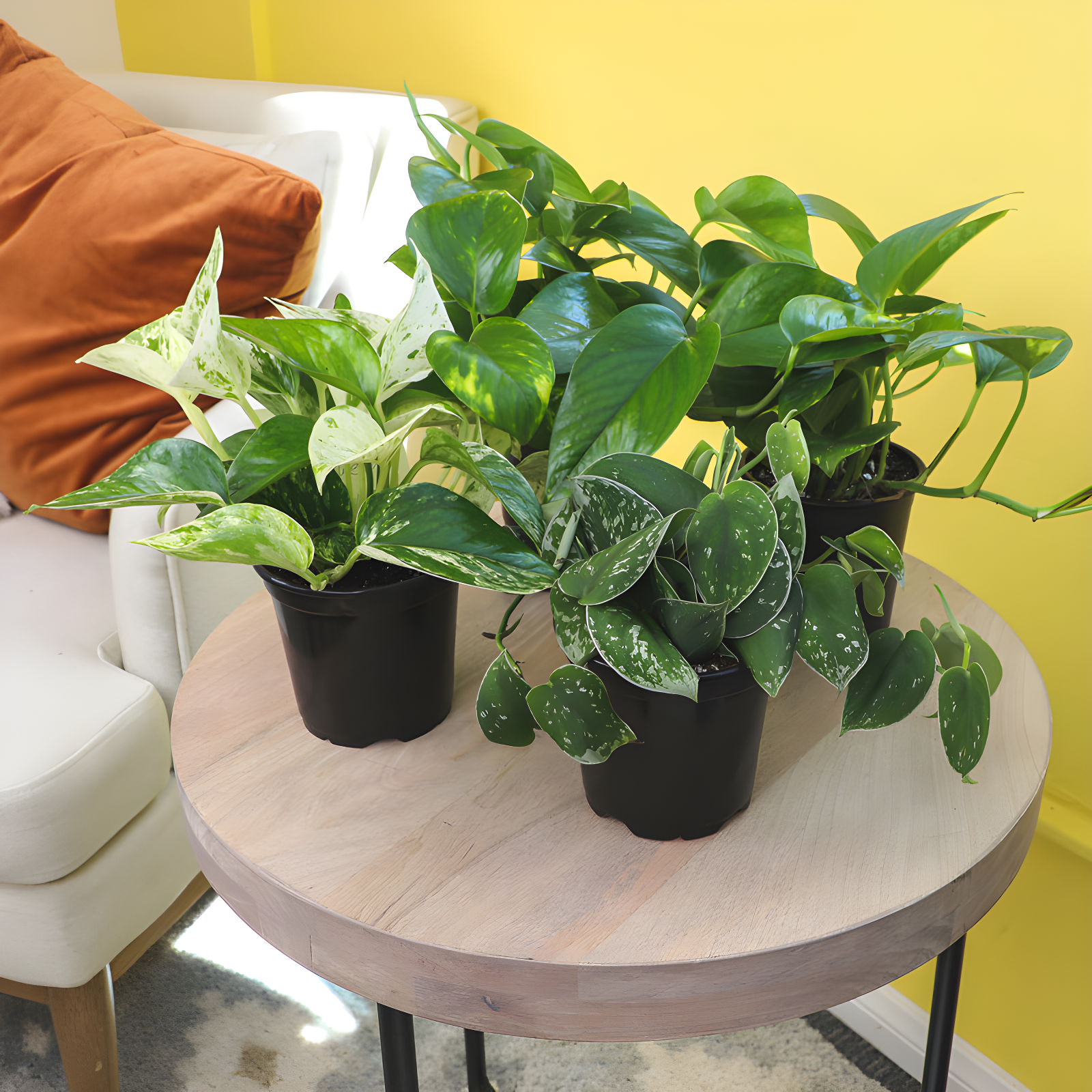 Set of 4 Assorted Pothos in Black Grower Pots