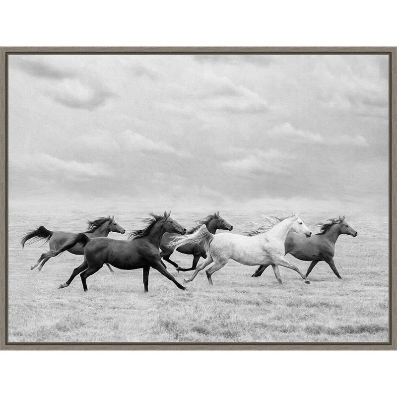 24" x 18" Black and White Horse Run Framed Canvas Print