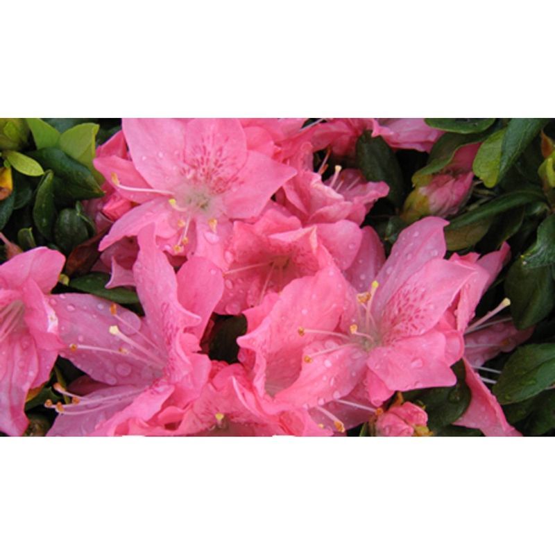 2.5qt Pink Pearl Azalea Plant with Soft Pink Blooms