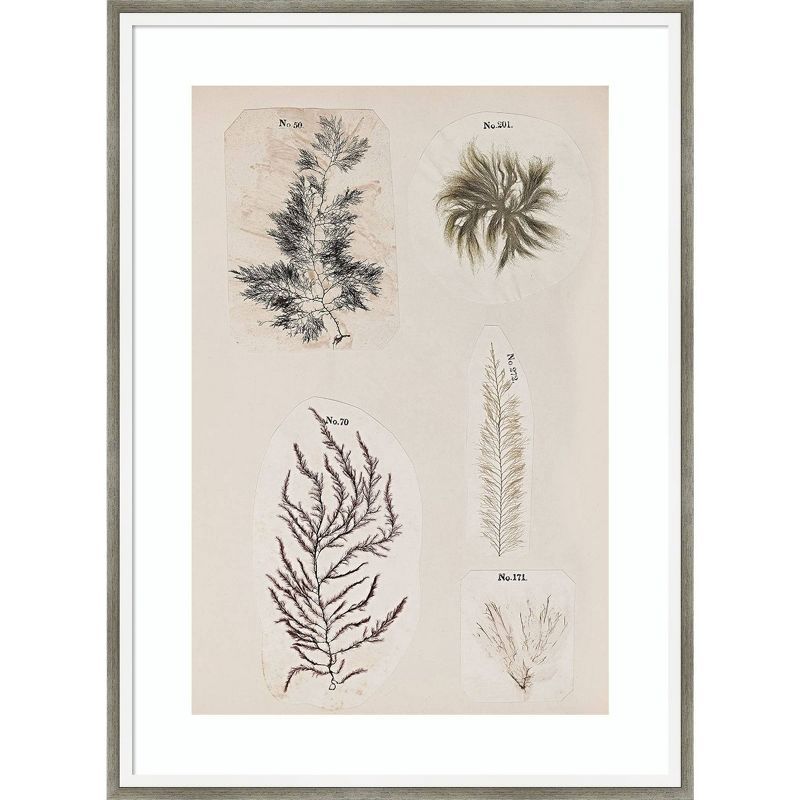 19" x 25" Coral Collage VIII Wood Framed Botanical Print