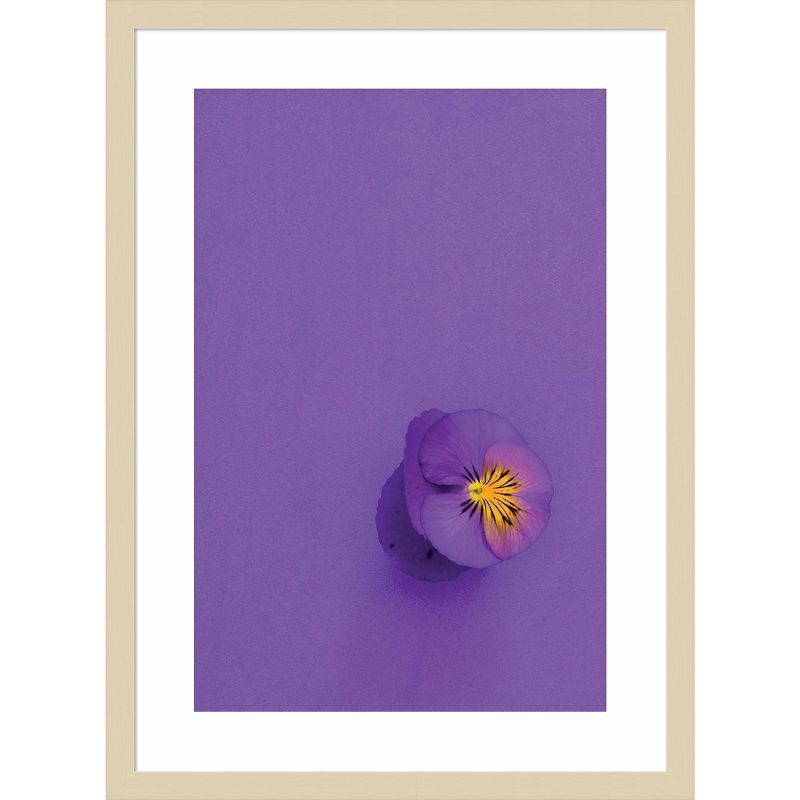 Lavender Pansy Framed Print with Natural Wood Frame