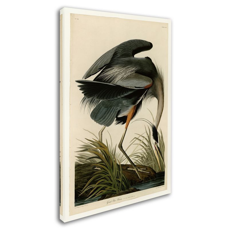 Great Blue Heron Canvas Art by John James Audubon