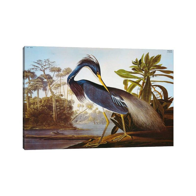 Louisiana Heron Fine-Art Giclée Canvas Wall Art