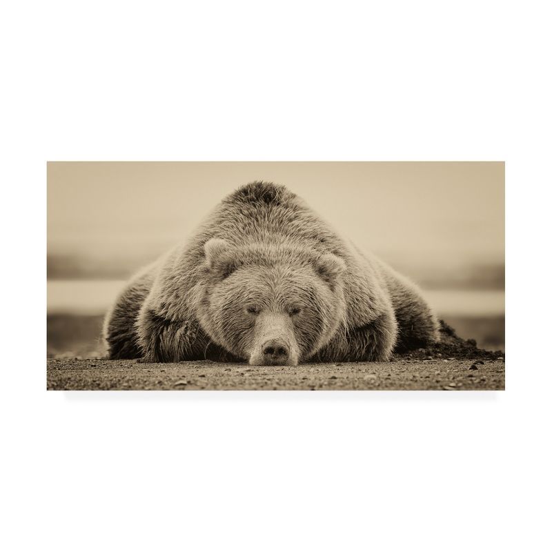 24" x 47" Tan and Black Bear Canvas Print