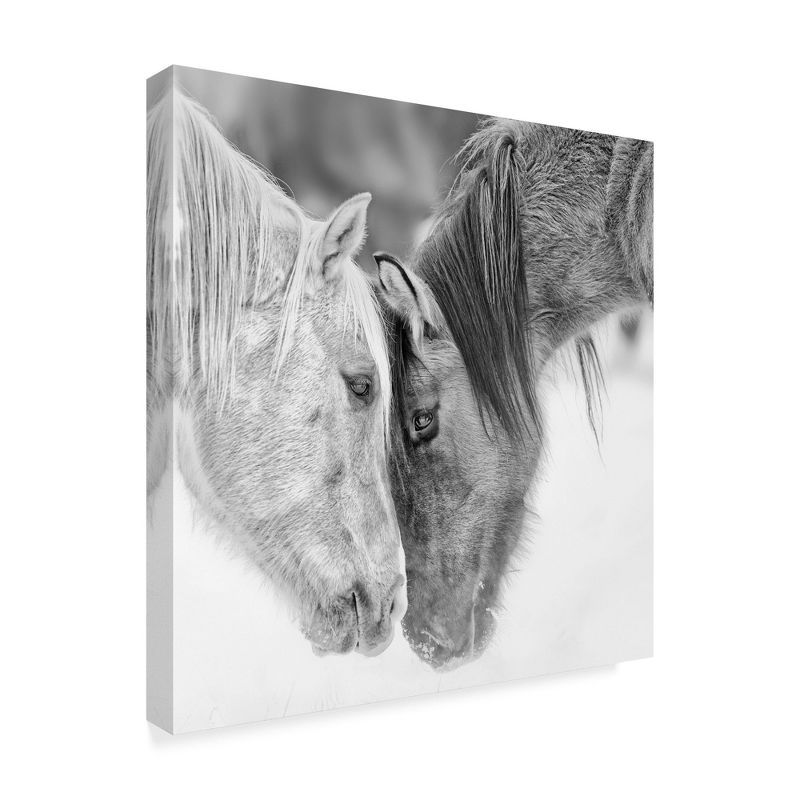 Black and White Horses Framed Canvas Art Print