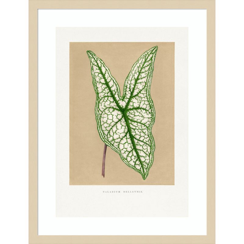 Green Caladium Leaf Illustration with Natural Wood Frame, 19 x 25 Inches