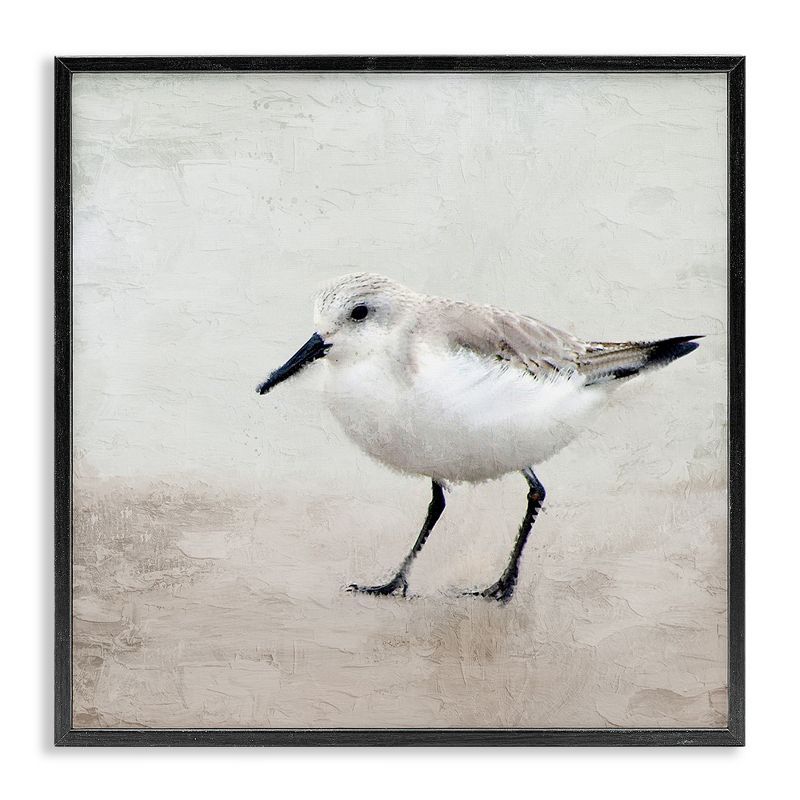 12" x 12" Black Framed Sandpiper Bird Canvas Print