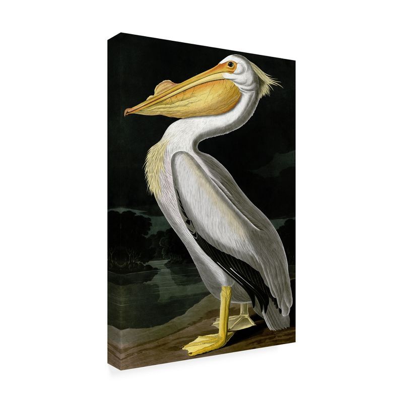 American White Pelican Graphic Art on Canvas