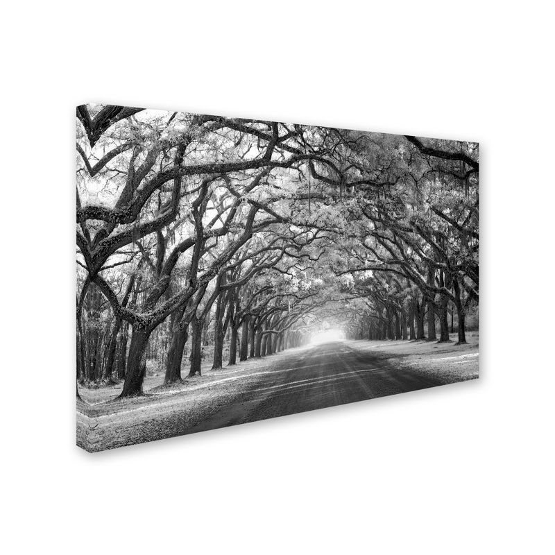 Mike Jones Photo 'Wormsloe Inf Light' Black and White Canvas Art