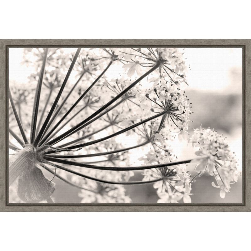 Floral Cow Parsnip Black and White Framed Canvas Print