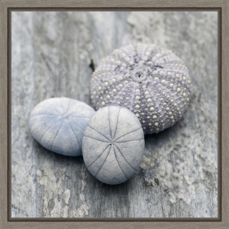 Gray and White Seashell Canvas Wall Art Print