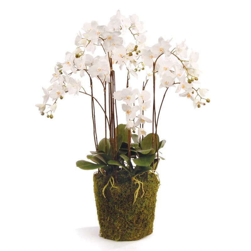 White Phalaenopsis Orchid in Moss Pot, 36" Tall