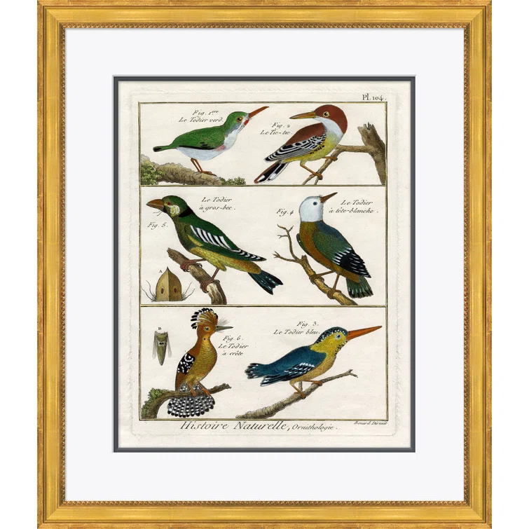 Soicher Marin 18th Century Parakeet Engravings " 18th Century Parakeet Engravings "