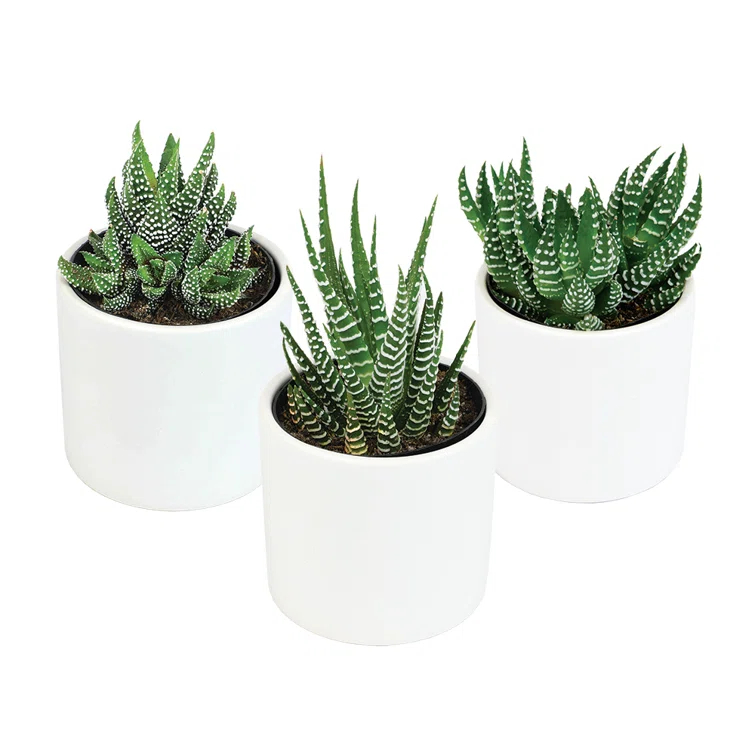 Altman Specialty Plants Live Succulent Plant in Ceramic Decorative Vase