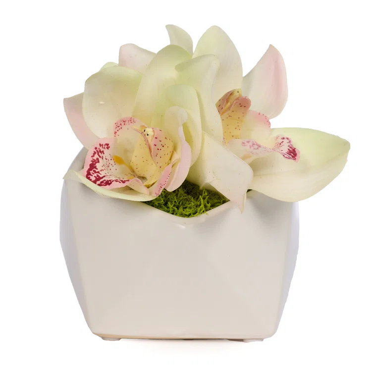 T&C Floral Company Orchid In Pod Orchid Arrangement in Pot