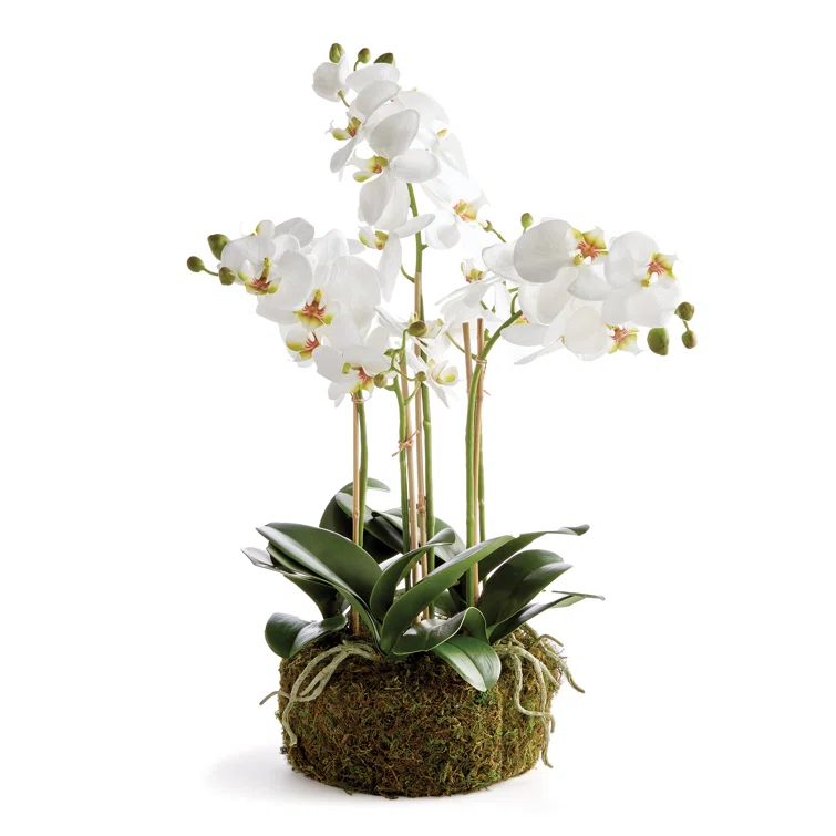 Napa Home and Garden Phalaenopsis Orchid Bowl Drop-In 20" & Reviews | Perigold