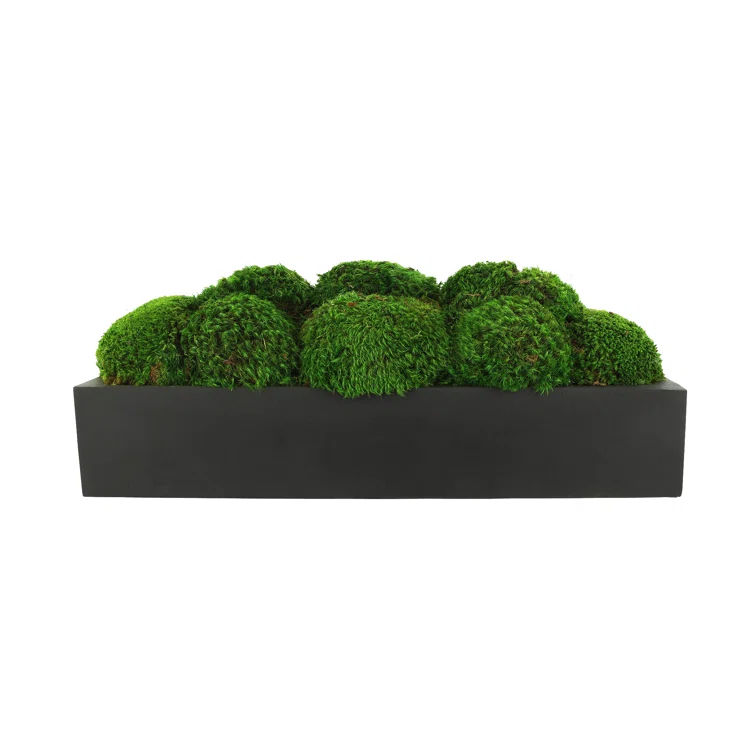 Nature's Nostalgia Moss Plant in Fiberstone Planter