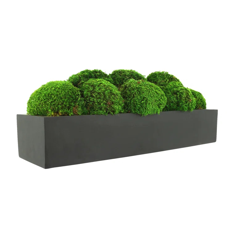 Nature's Nostalgia Moss Plant in Fiberstone Planter