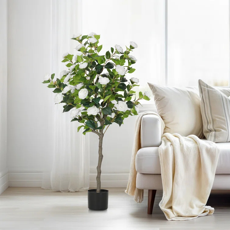 Primrue Primrue 49.2 Camellia Tree Plant (Set of 2)