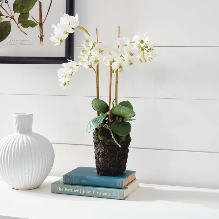 Conservatory PHALAENOPSIS Orchid Drop-in 20-INCH