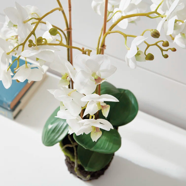 Conservatory PHALAENOPSIS Orchid Drop-in 20-INCH