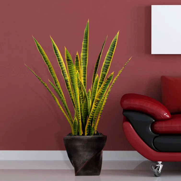 Panama 35'' Snake Plant in Planter