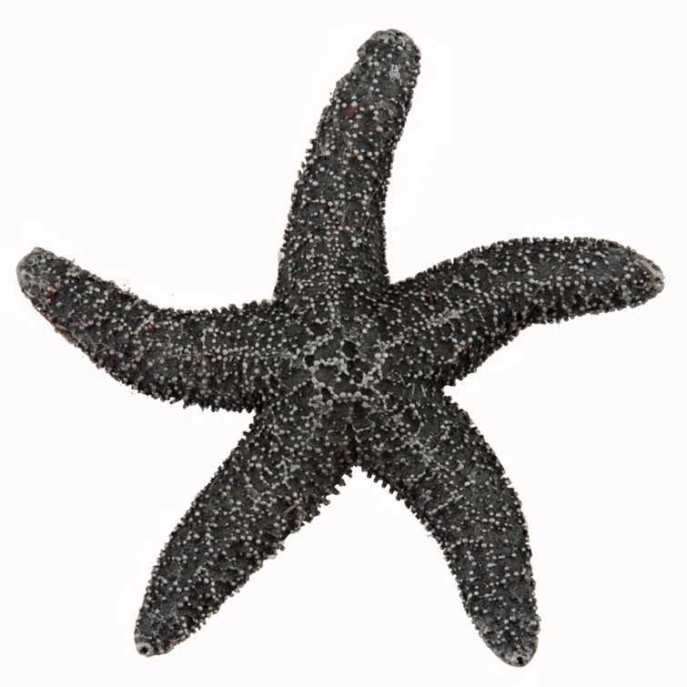 Acorn Natural Starfish Cabinet Knob