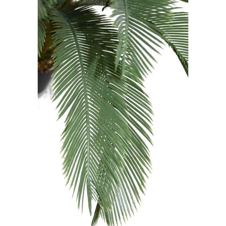 PanamaCycad Tree in Planter