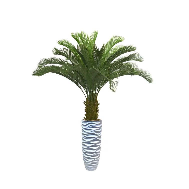 PanamaCycad Tree in Planter
