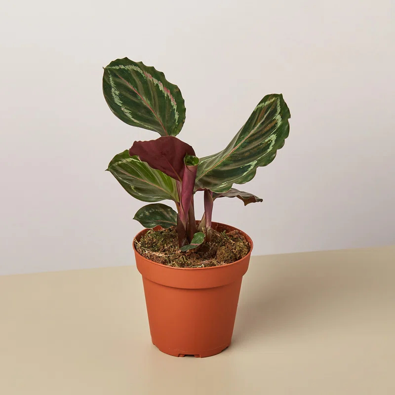House Plant Shop House Plant Shop Live Foliage Plant