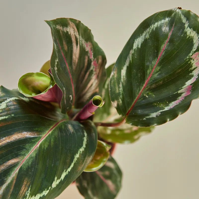 House Plant Shop House Plant Shop Live Foliage Plant