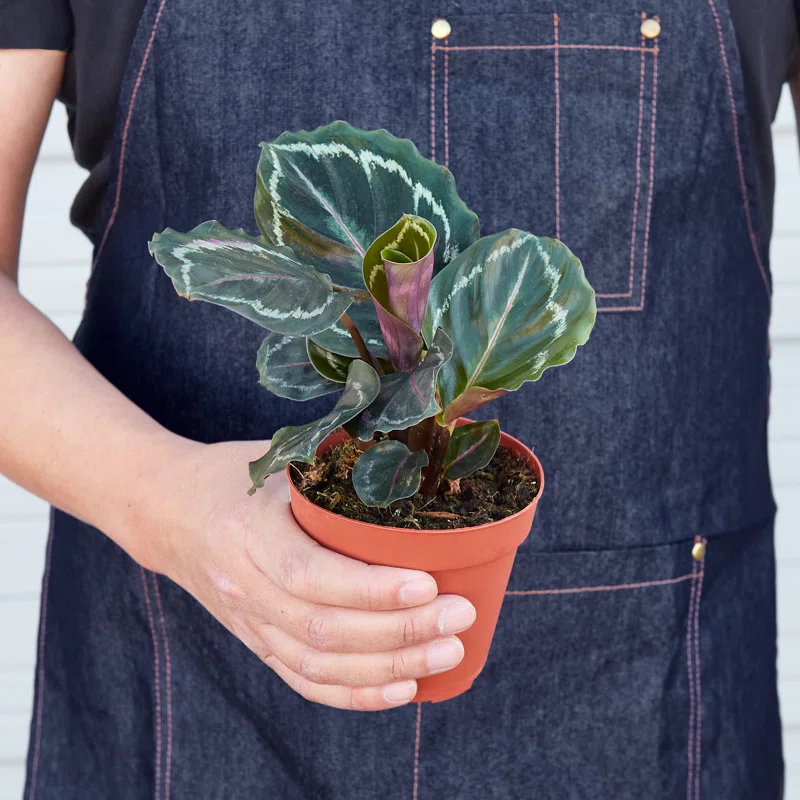 House Plant Shop House Plant Shop Live Foliage Plant