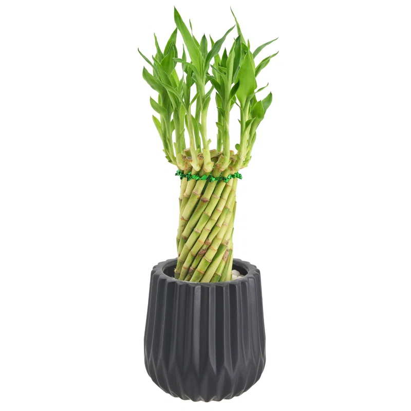 Arcadia Garden Products Arcadia Garden Products Live Bamboo Plant in Ceramic Planter