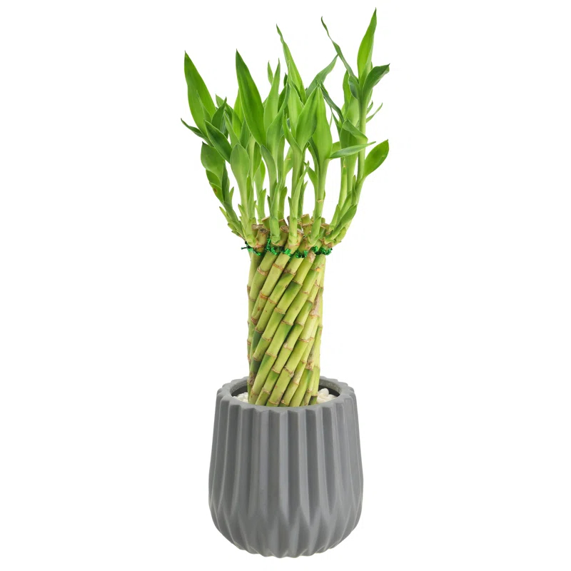 Arcadia Garden Products Live Bamboo Plant in Ceramic Planter