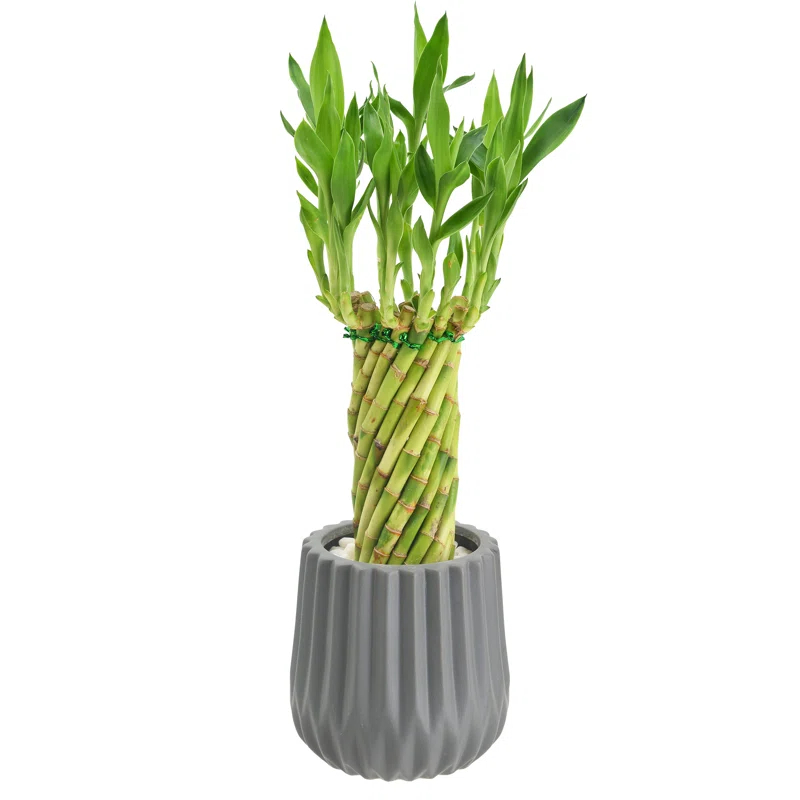 Arcadia Garden Products Live Bamboo Plant in Ceramic Planter