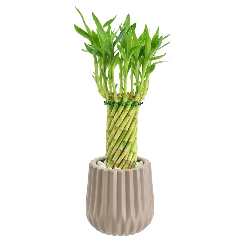 Arcadia Garden Products Arcadia Garden Products Live Bamboo Plant in Ceramic Planter