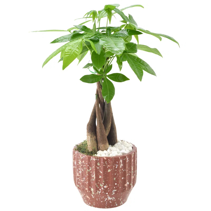Arcadia Garden Products Live Money Tree (Pachira Aquatica) (Jade Plant) Plant in Ceramic Planter