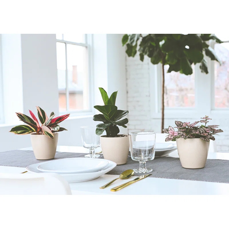 Live Fiddle Leaf Fig Plant in Biodegradable Pot