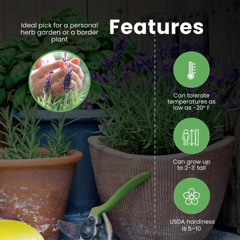 American Plant Exchange American Plant Exchange Rosemary Tuscan Blue, 6-Inch Pot , Live Fragrant Houseplant, Aeromatic Cooking Spice for Home and Garden