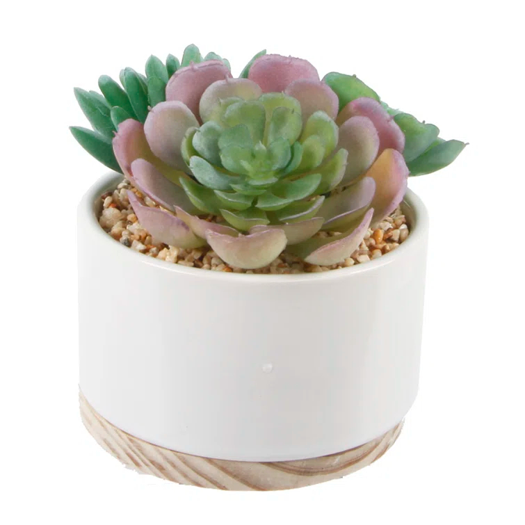 Primrue 5.5'' Faux Succulent Plant in Ceramic Pot