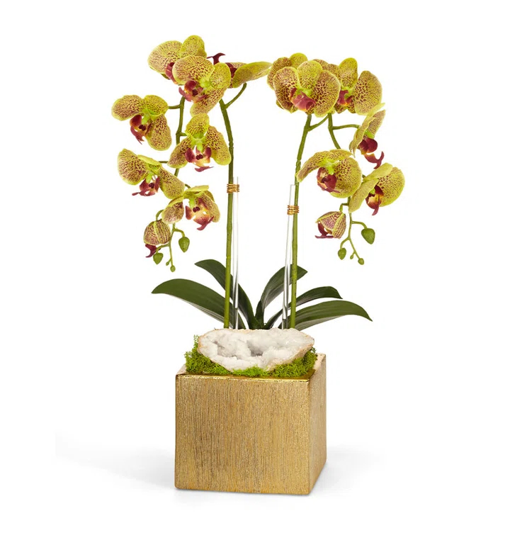 T&C Floral Company Orchid Arrangement in Planter