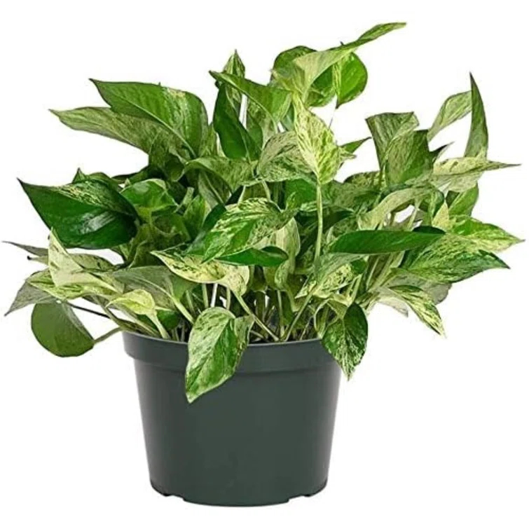 American Plant Exchange American Plant Exchange Marble Queen Pothos, 6-Inch Pot, Live Vining Plant, Easy Care Houseplant for Home & Garden