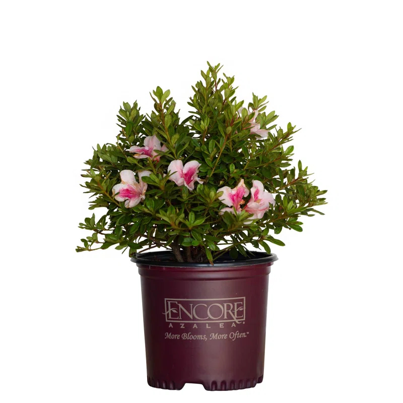 Encore Azalea 1 Gallon Autum Chiffon Encore Azalea Live Low Maintenance Plant