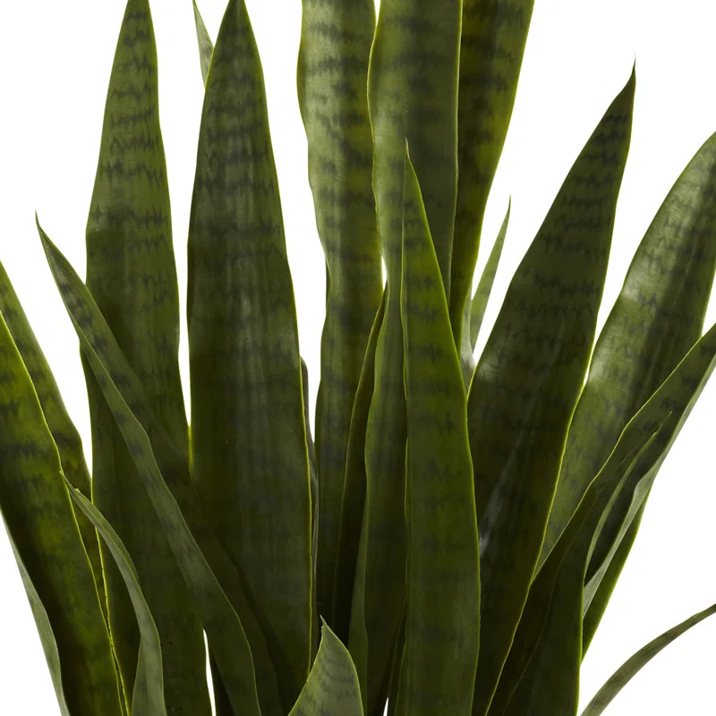 Primrue Sansevieria with Black Planter