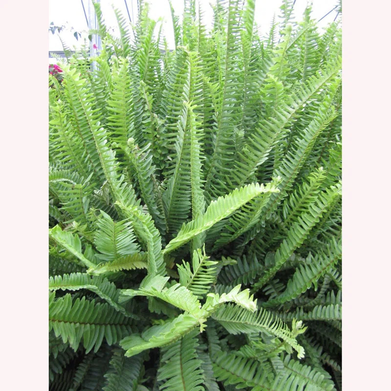 American Plant Exchange American Plant Exchange Kimberly Queen Fern, Live Plant, 6-Inch Pot, Easy-to-Grow Houseplant, Upright, Sword Like Fronds