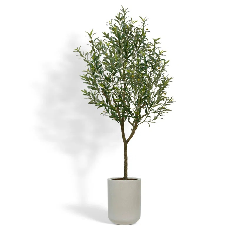 CG Hunter 7FT Olive Tree KD