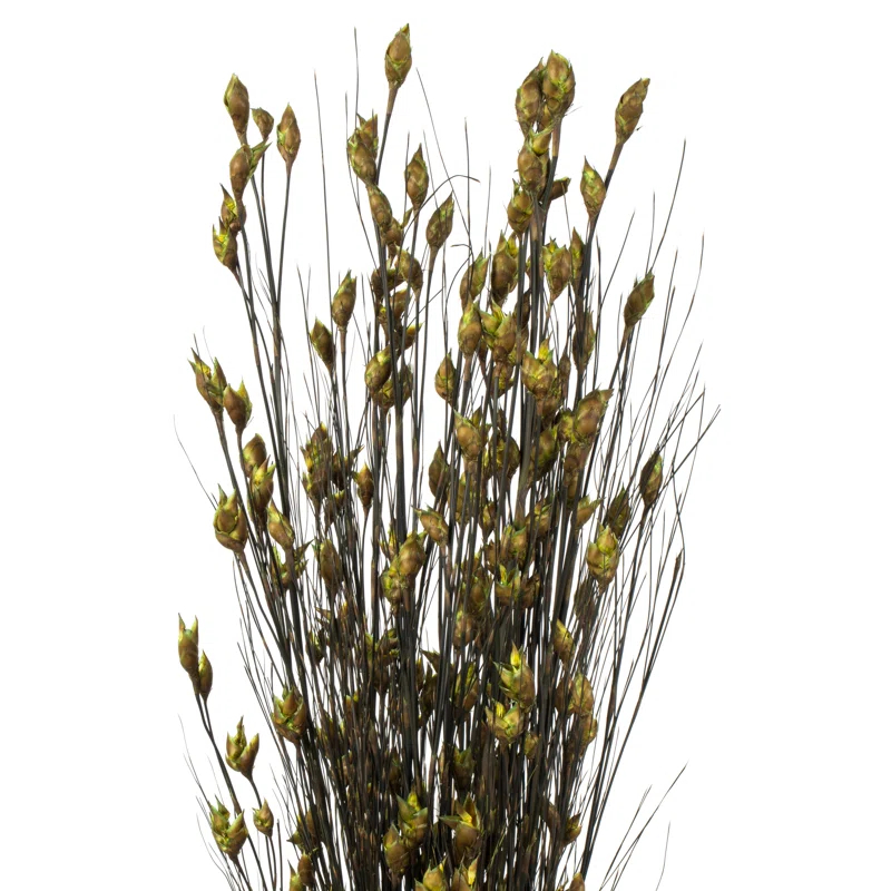 Primrue 36'' Grass