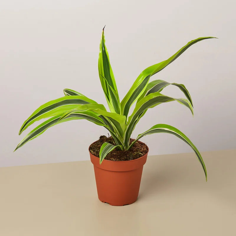 House Plant Shop House Plant Shop Live Dracaena Plant