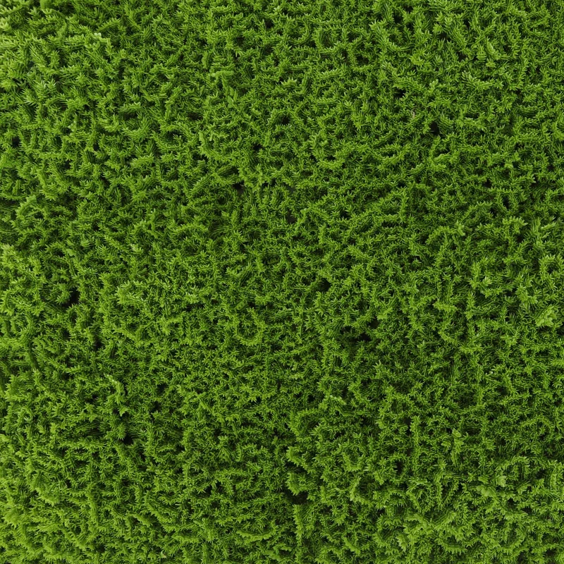 1'' Faux Hedge (Set of 2)